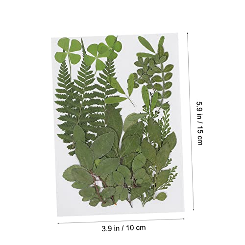 Abaodam 2 Peças Amostra De Folha Prensada Folhas Tropicais Folhas Secas Naturais Joias De Unhas Seca