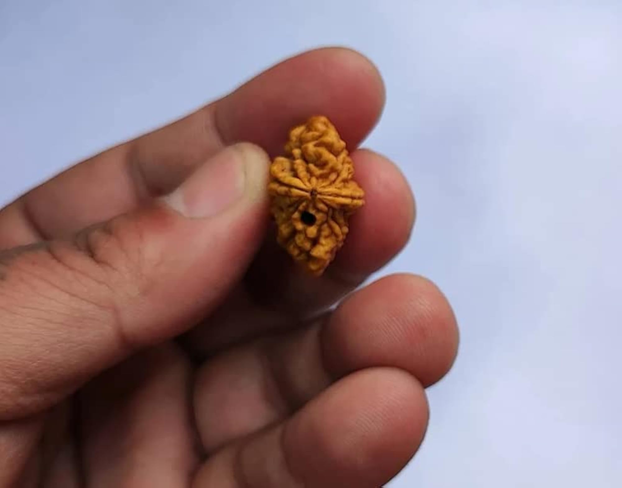 BluDiamond Do Mukhi Rudraksha Natural 2 Faced Bead