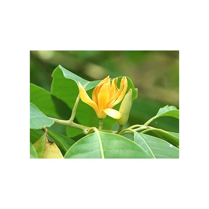 Buy Indiana Herbalife Champa Golden Champa Magnolia champaca Sonchafa