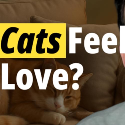 Do Cats Really Feel Love? The Shocking Truth No One Talks About