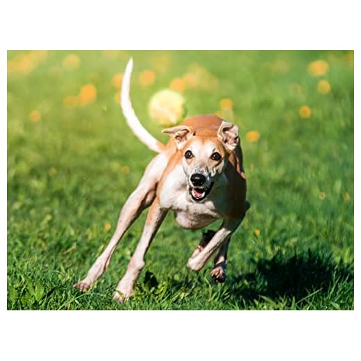 Whippet