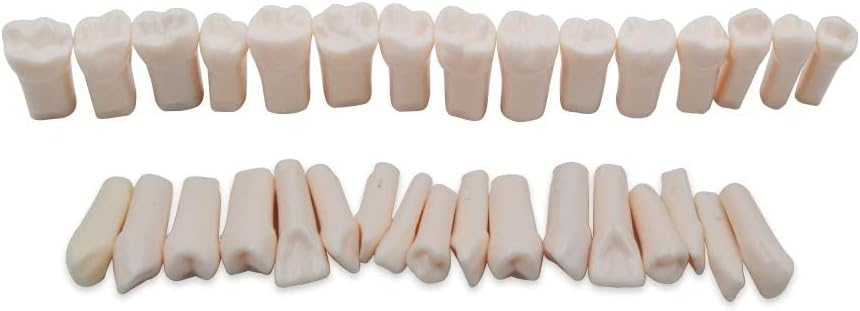 32PCS Dental Training Granules - Realistic Simulated Teeth for Practice, Cavity Prep & Crown Exercises - Realistic Anatomy for Lifelike Learning Model