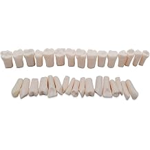 Realistic 32Pcs Removable Dental Teeth Set - Universal Compatibility for Typodont Models, Essential Tool for Dental Teaching & Skill Practice
