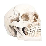 Tierschädel-Modell, menschliches Kopf-Schädel-Anatomisches Modell, gegliederter Unterkiefer, für Home-Party-Halloween-Requisiten