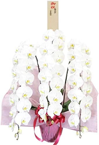 Amazon 胡蝶蘭販売net 東京23区限定手運び胡蝶蘭大輪40輪以上3本立ち 段ボール箱に入れず胡蝶蘭専門スタッフが直接配送 観葉植物 オンライン通販