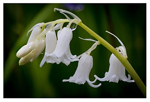 10x Spanish Bluebell Bulbs White Hyacinthoides Hispanica Early Spring Flowering Bell Shape Hardy Flower Ready to Plan Now