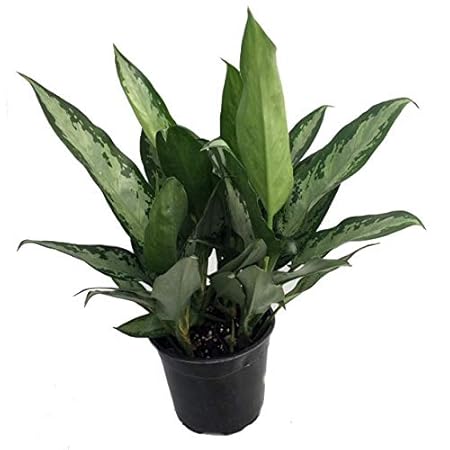 Mphmi Aglaonema Jubilee Petite - Plant