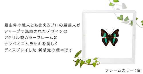 Amazon.co.jp: 蝶の標本 ナンベイコムラサキ D.laurentia コムラサキ