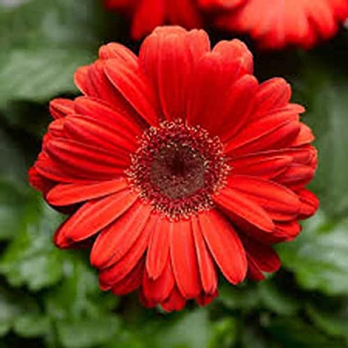 MARINE TREE GERBERA RED PLANTS | FRESH & HEALTHY LIVE PLANTS (B0B8YMYGX7) Amazon Price History, Amazon Price Tracker