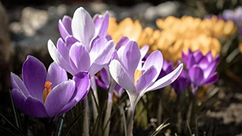 Image of IMP. Saffron | Crocus Excellent Quality Flower Bulbs for Attractive Aromatic Flowers Home Outdoor Gardening Plants Flowering Bulbs (pack of 12, Firefly)