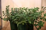 Oregano Live Plant in 4-Inch Pot - Fresh and Healthy - Hardy and Ready to Impress in Your Garden - Perfect for Culinary Aficionados - Very Aromatic Oregano Ready to Plant (1)