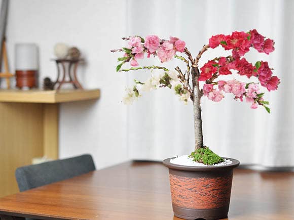 Amazon.co.jp: 盆栽妙 ハナモモ 花桃の盆栽 花の咲く盆栽 : DIY・工具