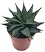 Produktbild Haworthia limifolia 'Twister' - pflegeleichte Sukkulente - seltene, gedrehte Kaktee - die Spiral Aloe ist eine sehr schöne Zimmerpflanze für das sonnige Fensterbrett