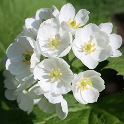 Epazote Samen 50 Stück - Frische Kräutersamen Für Garten & Küche