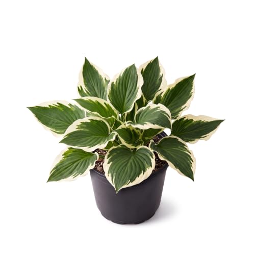 Patriot Hosta Shade Plant