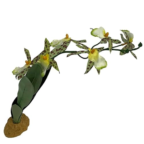 Komodo Spider Orchid Plant, Medium - Thumbnail 4