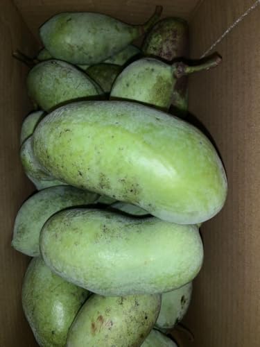 ポポー 幻の果実 菊 山栗 秋の味覚セット??最後??大のサムネイル