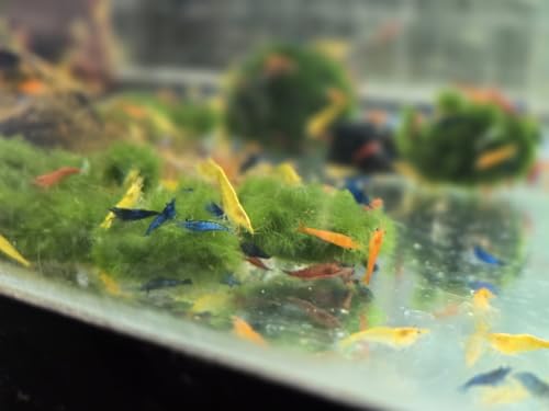 Image of Swimming Creatures Freshwater Aquarium Shrimp - A Perfect Combo to Brighten Your Aquarium! (20 Mixed)