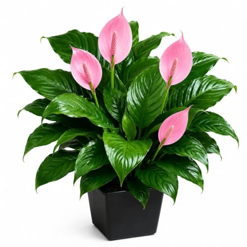 Image of Pink Peace Lily Live Indoor Plant with Pot | Spathiphyllum Flowering Plant | Natural Air Purifier, Easy Care Decorative Houseplant for Home, Office, Bedroom & Living Room (Pack of 1)