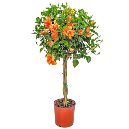 Braided Live Hibiscus Tree - Double Peach Flower - Tropical