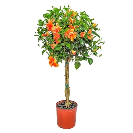 Peach Flowering Braided Hibiscus Tree