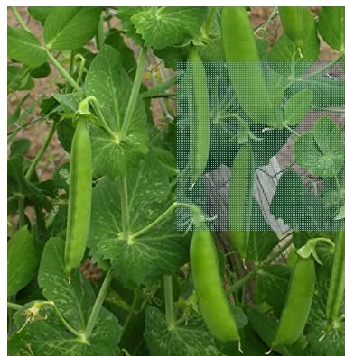 Biocarve Seeds Peas Seeds For Terrace Garden - Pack of 30 seeds (B01ASWP7BG) Amazon Price History, Amazon Price Tracker