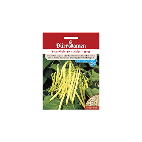 Dürr-Samen - Buschbohnen Golden Teepee Saatgut