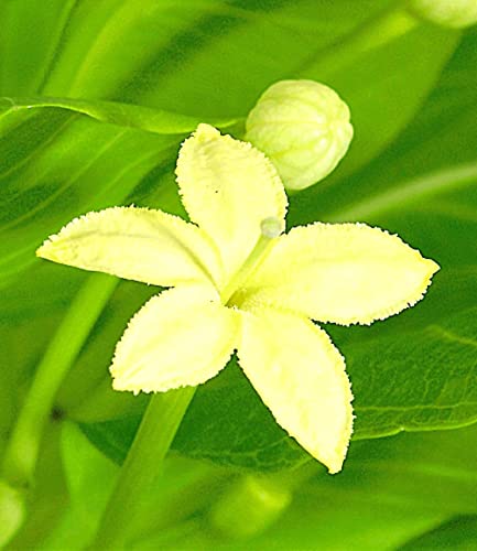 Hawaii-Palme von BALDUR Garten, 1 Pflanze im 12 cm-Topf