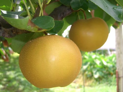 [南信州産]南水梨約2kg 5~6玉入り 糖度14度以上 [9月中旬より発送]
