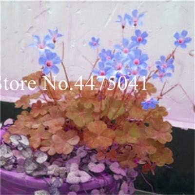 Amazon 100個4葉の恋人クローバー盆栽 インドアグラスの花簡単な植物4葉の恋人盆栽オフィスデスク美化ブルーミング 観葉植物 オンライン通販