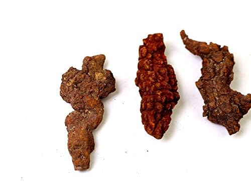 Image of Coprolite Authentic Prehistoric 0.55 Lbs Natural Fossilized Mineral Dung Stone Specimen Length 2-4 inch Dinosaur Coprolite Feces Trace Fossil (Information Card Included)