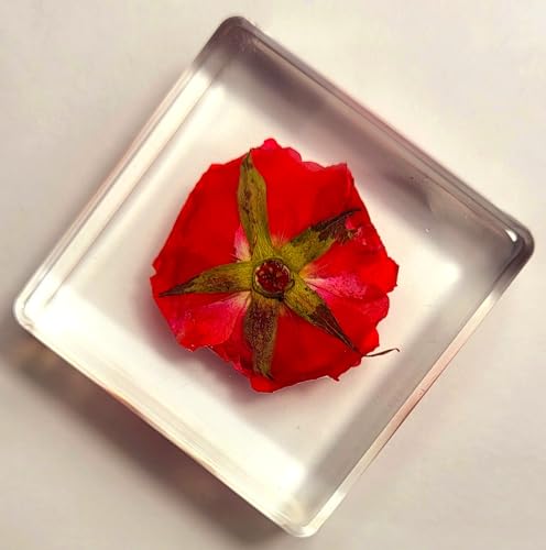 Image of 38mm Small Red Rose Flower in Crystal Clear Lucite Resin Specimen Botanist Herb Herbarium Crafts Collection for Botany Science Education & Desk Ornament Display Small Paperweight