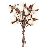 PRETYZOOM Baumwollstängel Getrocknet Weiß 10 Stück Rustikale Trockenblumen für Hochzeit und Stimmungsvolle Heimdekoration