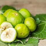 Vivai Decandia Giovanni