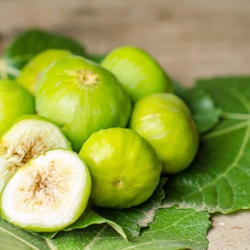 PIANTA DA FRUTTO FICO COLUMARRO BIANCO in vaso 20 età 2/3 anni (foto reali)