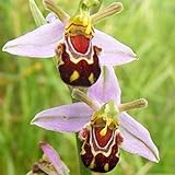 🌸 Estas son las semillas. Semillas de abeja Flor de la orquídea, 100pcs / bag Semillas de abejas de orquídeas raras vibrante cara de la sonrisa fragantes hermosas semillas de flor de Home