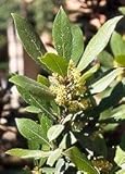 Bay Laurel Herb 5 Seeds - Laurus nobilis