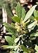 Bay Laurel Herb 5 Seeds - Laurus nobilis