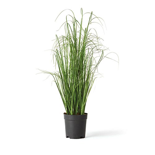 NAPA Home & Garden Onion Grass 21.5