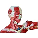 BNFD 78 cm/30,7 Zoll menschliches Muskelmodell – menschliche Anatomie-Wissenschaftsmodelle – abnehmbares menschliches Muskelmodell mit inneren Organen – für Studienanzeige-Lehrmodell