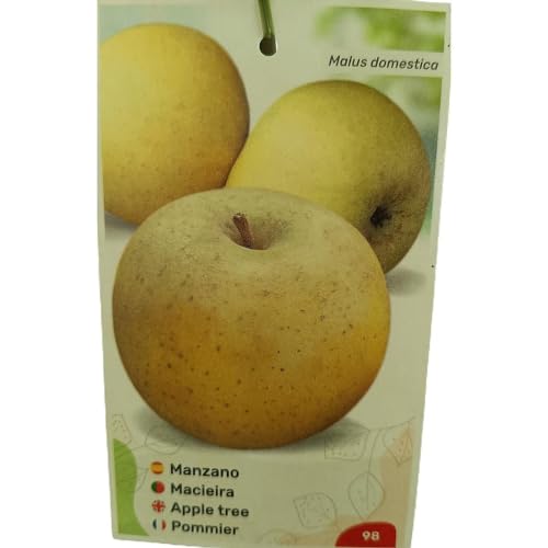 MANZANO REINETA | Maceta 25CM | Planta de Exterior | Fácil Cuidado | Manzana | Sabor Premium | Delicia Frutal | Exquisito Sabor