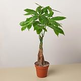 Money Tree 'Guiana Chestnut' Pachira Braid | Live Plant for Indoor & Outdoor | for Living Room, Office, Bathroom | (4" Pot)