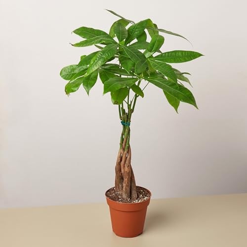 Money Tree 'Guiana Chestnut' Pachira Braid | Live Plant for Indoor & Outdoor | for Living Room, Office, Bathroom | (4' Pot)