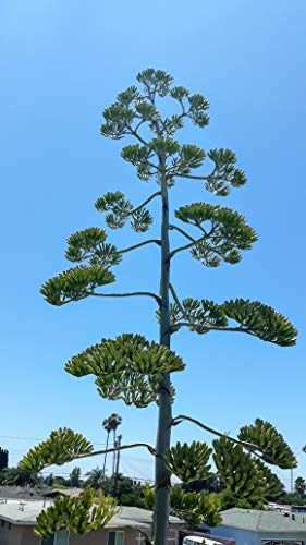 Agave Americana Blue Century Plant - Large (Live Bareroot Plant) #TOP7