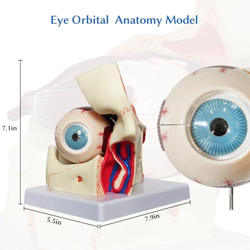 Image of JNMFTD Human Eye Orbital Anatomy Model, 3X Enlarged 12 Parts Removable Eyeball Orbital Model Showing Optic Nerve Cornea Iris Lens and Vitreous Body with Product Manual for Medical Teaching Research