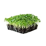 Kale Garden Seeds - Vates Blue Scotch Curled - 4 Oz - Non-GMO, Heirloom- Vegetable Gardening & Microgreens