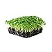 Kale Garden Seeds - Vates Blue Scotch Curled - 1 Lb - Non-GMO, Heirloom- Vegetable Gardening & Microgreens