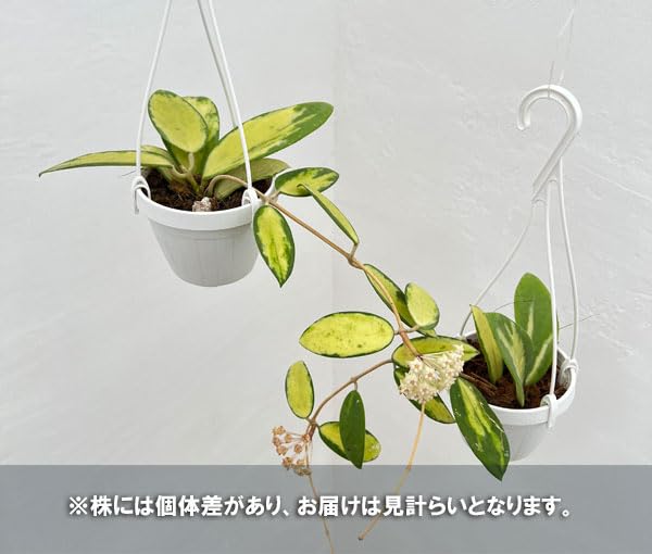 Amazon｜[観葉植物フェア]ホヤ：アクターバリエガータ 3号吊り鉢[希少