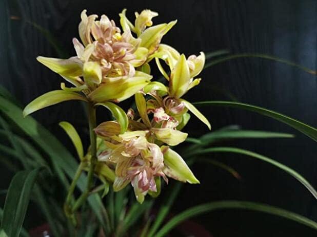 Live Orchid Color Plant 富山奇蝶 Flowers for Window, Yard, Garden-Toyama Butterfly-建兰