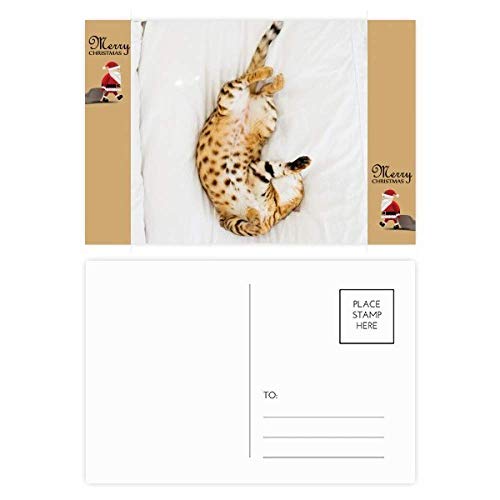 Chat ocelot lot de 20 photos pour correspondre et décorer vos fêtes de Noël